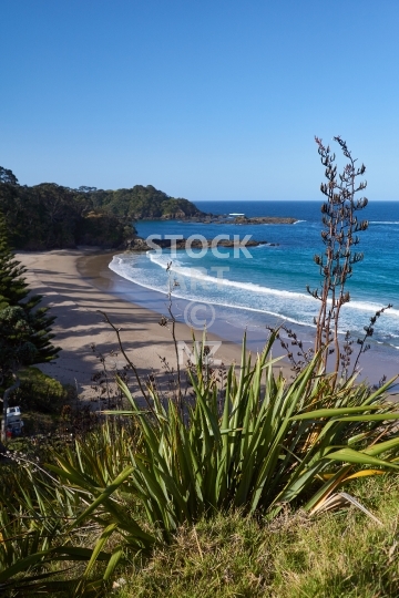 Flax bush in Otamure Bay, Whananaki