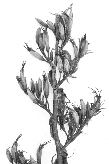 Flax flowers in black & white - Close up of a flax stalk (korari) full of detail                               