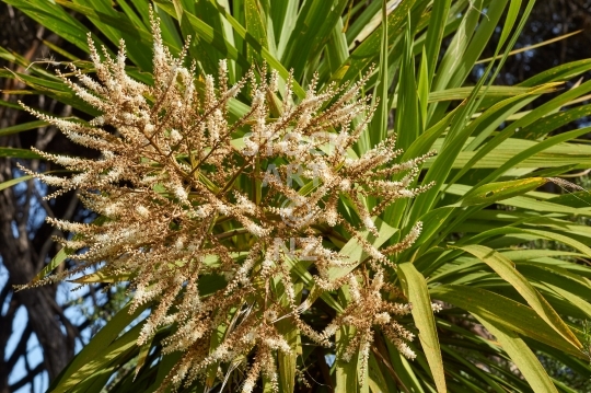 Flowering cabbage tree - Closeup of the fruit and flowers of a NZ cordyline or ti kouka