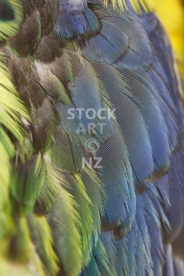 Fluffy parrot feathers - Colourful closeup of vibrant Eastern rosella feathers