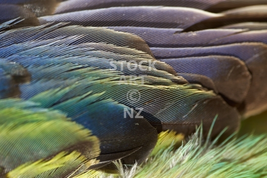 Fluffy Rosella parrot feathers
