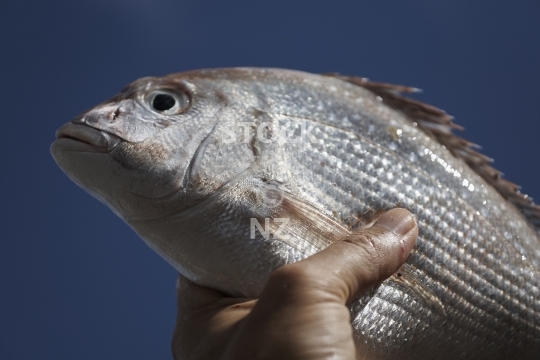 Freshly caught New Zealand snapper