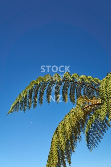 Fronds of a New Zealand black tree fern