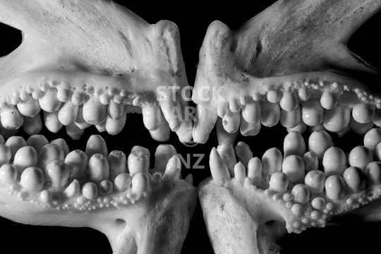 Giant old snapper teeth - Closeup of two lovely sets of gigantic fish jaws