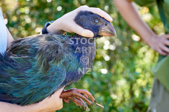 Handling a takahe