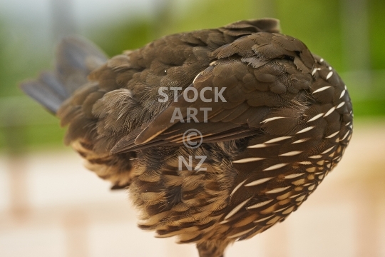 Headless Californian Quail