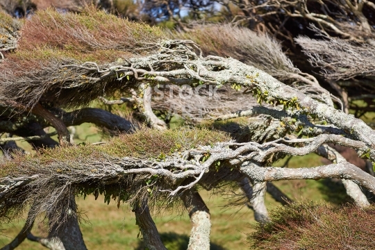 Horizontal tea trees in New Zealand  - Iconic windswept coastal manuka bush in Golden Bay