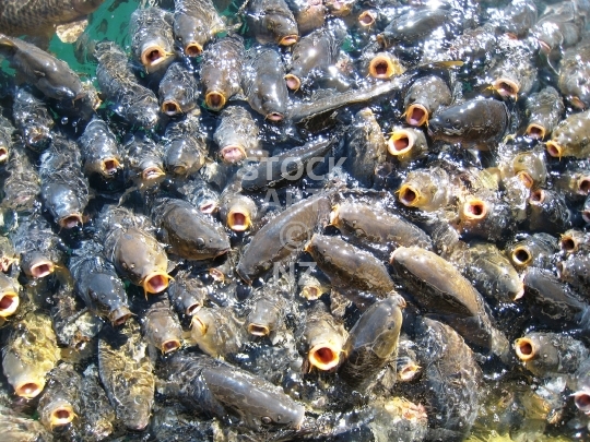 Hungry carp