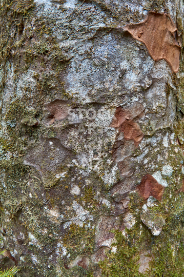 Kauri bark - Closeup of an Agathis australis tree in Northland