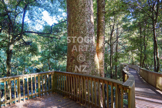 Kauri tree in AH Reed Reserve in Whangarei NZ