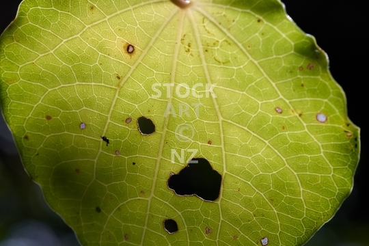 Kawakawa leaf  - Piper excelsum, closeup of a leaf in backlight