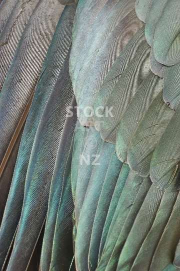 Kereru feathers  - Closeup macro photo of New Zealand wood pigeon feathers