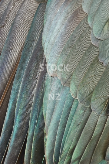 Kereru feathers 