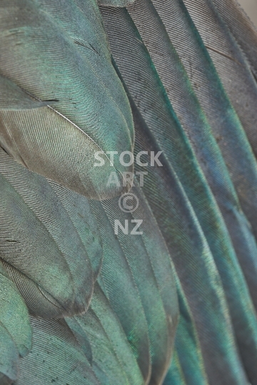 Kereru or New Zealand wood pigeon feathers