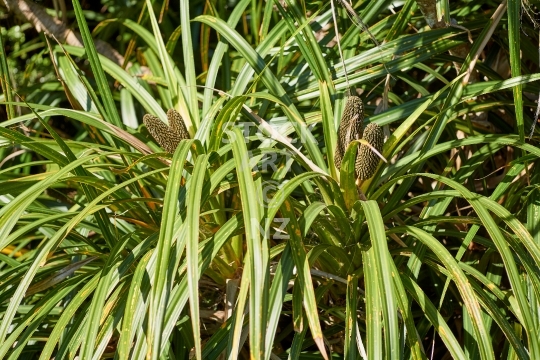 Kiekie plant