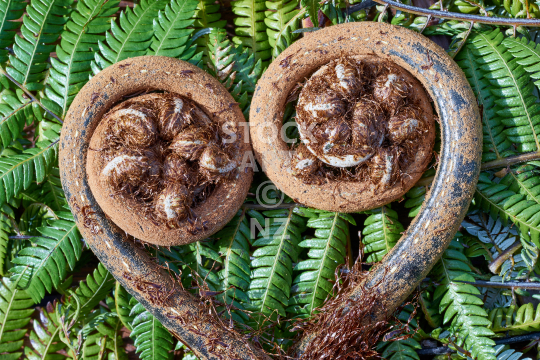 Koru love heart - New Zealand tree fern fronds - a symbol for new beginnings