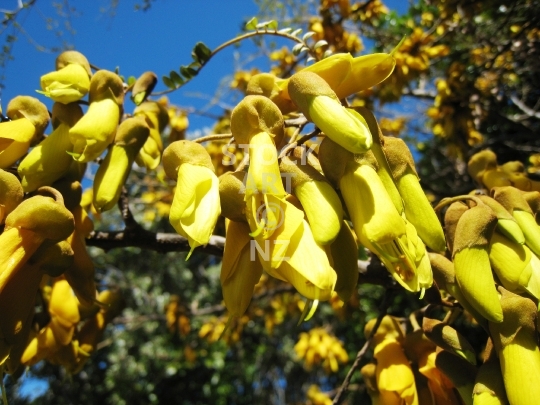 Kowhai flowers - Closeup of the yellow national flower - lower quality photo ideal for web use