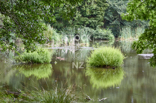Lake Te Koo Utu - Cambridge New Zealand - Loop walking trail around a pretty lake in the centre of Cambridge 