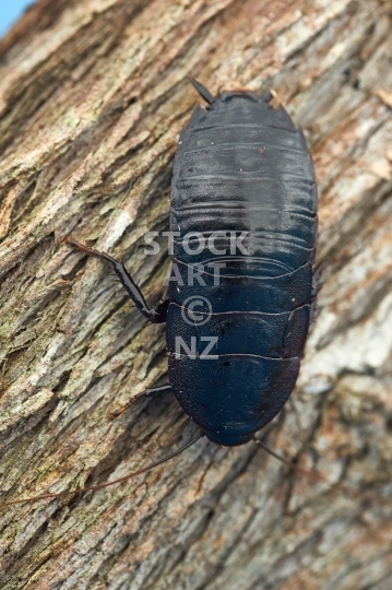 Large black New Zealand cockroach - Maoriblatta novaeseelandiae on a tree