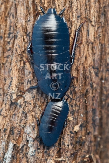 Large black New Zealand cockroaches - Kekerengu  - Native and endemic Maoriblatta novaeseelandiae, or black stink cockroaches
