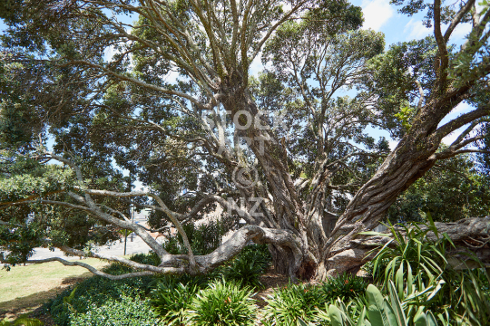 Large Pohutukawa tree at the Whangarei Town Basin