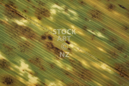 Macro closeup of a flax leaf in detail - New Zealand flax plant - phormium tenax