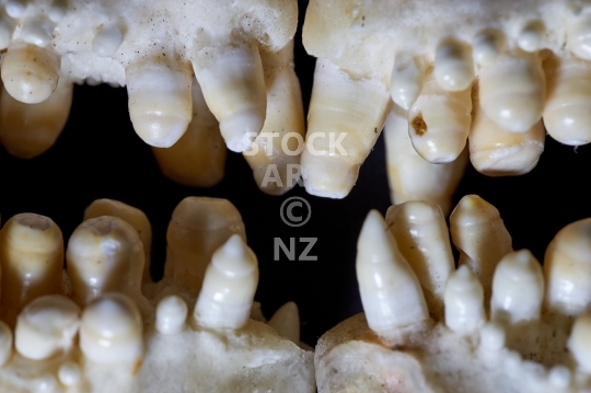 Macro closeup of giant old snapper teeth