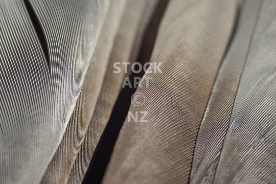 Macro closeup of Kereru feathers