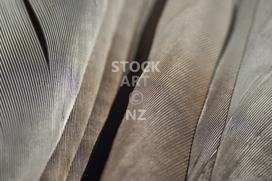 Macro closeup of Kereru feathers - New Zealand wood pigeon feathers in detail