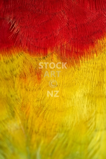 Macro closeup of yellow red parrot feathers