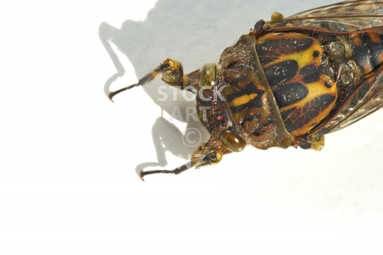 Macro photo of a New Zealand cicada - Chorus cicada isolated on white background - Amphipsalta zealandica or Kihikihi Wawaa 