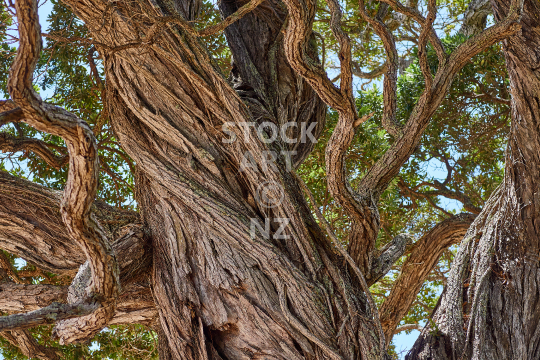 Magical New Zealand Pohutukawa tree - Beautiful bark patterns and twisted shapes of branches and trunk