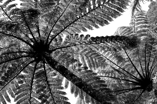 Mamaku - underneath Black New Zealand tree ferns - Black & white photo, the undersides of the fronds of this iconic native fern