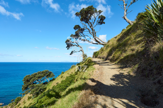 Mangawhai Cliff Walk - Beautiful walkway along the beach and shoreline cliffs, Northland NZ