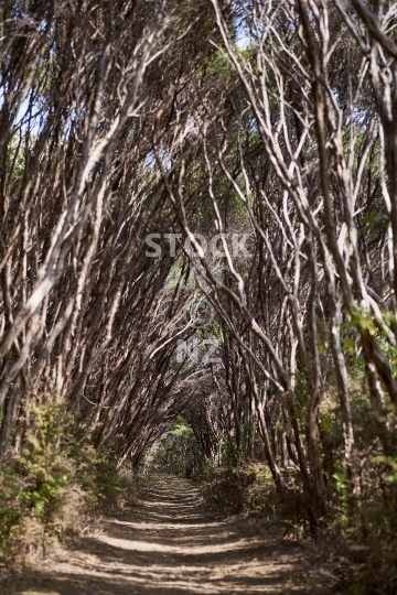 Manuka alley - A magical tunnel of tea trees forming a pathway in native bush on the Tutukaka Coast, Northland
