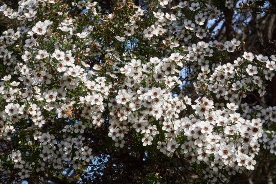 Manuka flowers