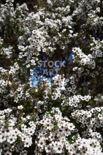 Manuka flowers on a tea tree - Closeup of the iconic blooming New Zealand tree in vertical orientation