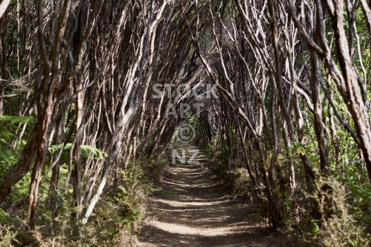 Manuka tree alley