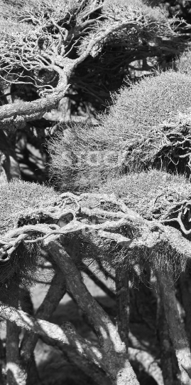 Mobile wallpaper: Black and white New Zealand Manuka tea trees