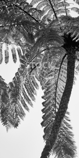 Mobile wallpaper: Black and white New Zealand tree fern - Kiwi themed phone background picture, screen size ratio 18:9 (or fitting anything between 16:9 - 20:9)