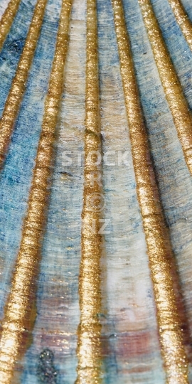 Mobile wallpaper: Colourful scallop shell
