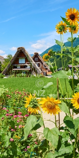 Mobile wallpaper: Idyllic Japanese farm houses with flowers - Japan themed phone background picture, screen size ratio 18:9 (or fitting anything between 16:9 - 20:9) - traditional Gassho style houses in Gokayama