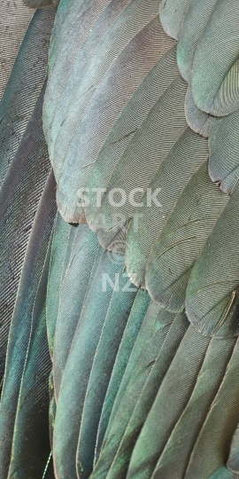 Mobile wallpaper: Kereru feathers - New Zealand wood pigeon - Kiwi themed phone home or lock screen picture, full of texture, for display size ratios of 18:9 (or fitting anything between 16:9 - 20:9)