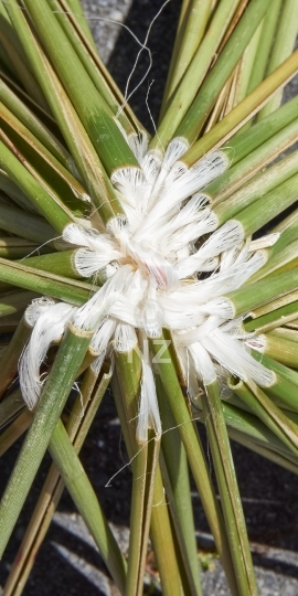 Mobile wallpaper: Muka and pokinikini - NZ flax weaving