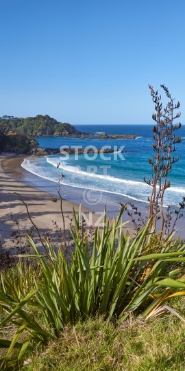 Mobile wallpaper: New Zealand beach with flax - Whananaki in Northland - Kiwi themed phone background picture, screen size ratio 18:9 (or fitting anything between 16:9 - 20:9)