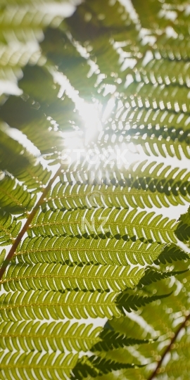 Mobile wallpaper: New Zealand fern fronds