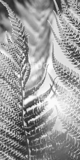 Mobile wallpaper: New Zealand fern leaves in black and white