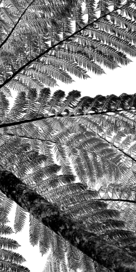 Mobile wallpaper: New Zealand Mamaku tree fern in black & white - Kiwi themed phone display image, screen size ratio 18:9 (or fitting anything between 16:9 - 20:9)
