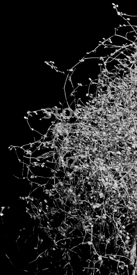 Mobile wallpaper: New Zealand Muehlenbeckia plant in a cave