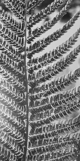 Mobile wallpaper: New Zealand tree fern frond underside with spores, in backlight - Kiwi themed black & white phone background picture, screen size ratio 18:9 (or fitting anything between 16:9 - 20:9)